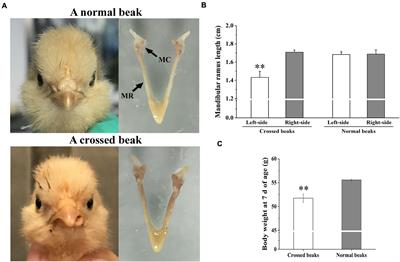 Analysis of DNA Methylation Profiles in Mandibular Condyle of Chicks With Crossed Beaks Using Whole-Genome Bisulfite Sequencing